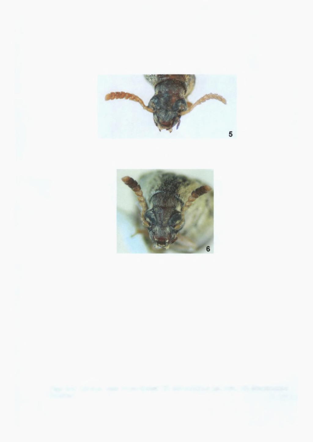 Figs 5-6: Cabeça, vista fronto-dorsal: (5)