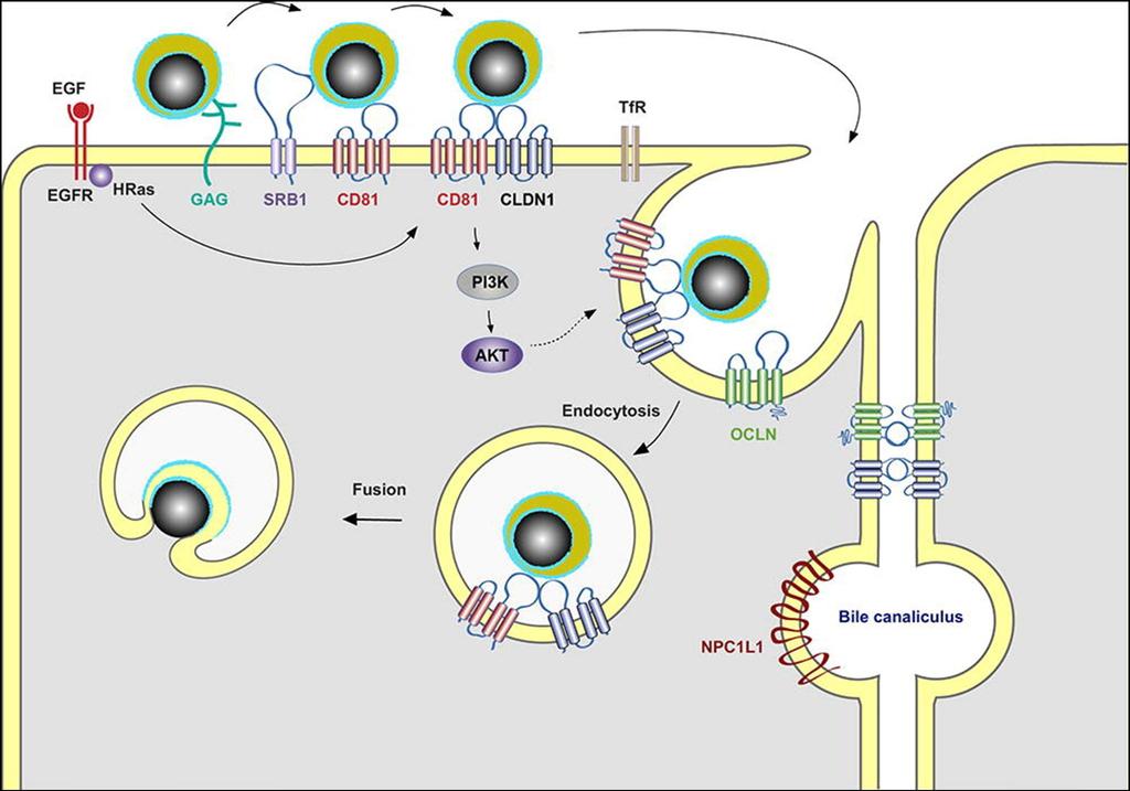 Ciclo viral do VHC O VHC segue provavelmente um modo de replicação semelhante ao de outros vírus de cadeia de ARN positiva. Após a infeção o vírus difunde-se rapidamente nos hepatócitos.