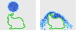 3.3 Condição de contorno 18 Figura 3.5: Imagem demonstrando partículas fantasmas de ar(azul marinho) e da fronteira(verde). Fonte: [Schechter e Bridson 2012].