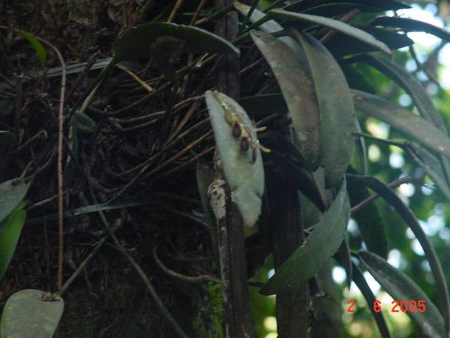 Foto 1 Orquídea epifítica