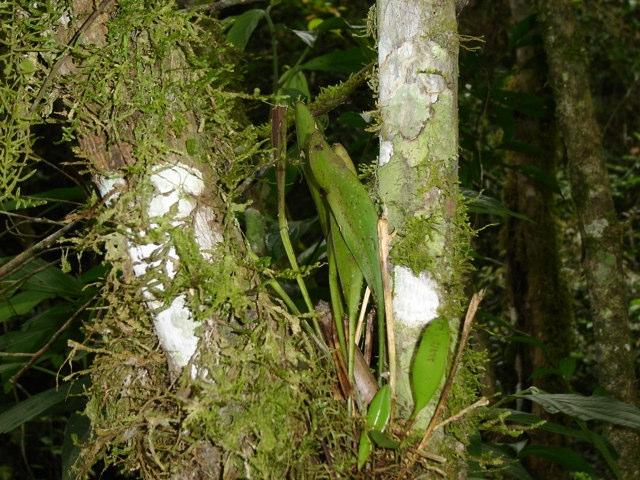 Orquídea epífitica relocada