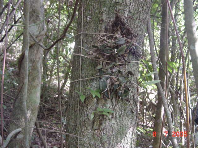 margem esquerda do reservatório da UHE Monte Claro no