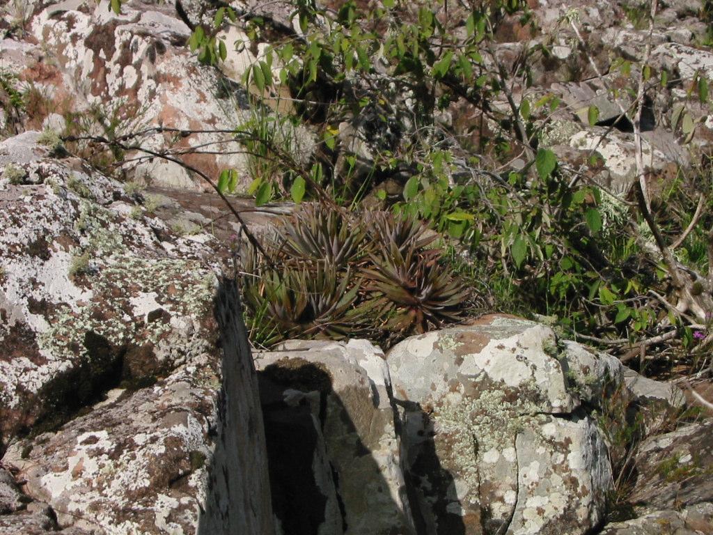 brevifolia (CA01).