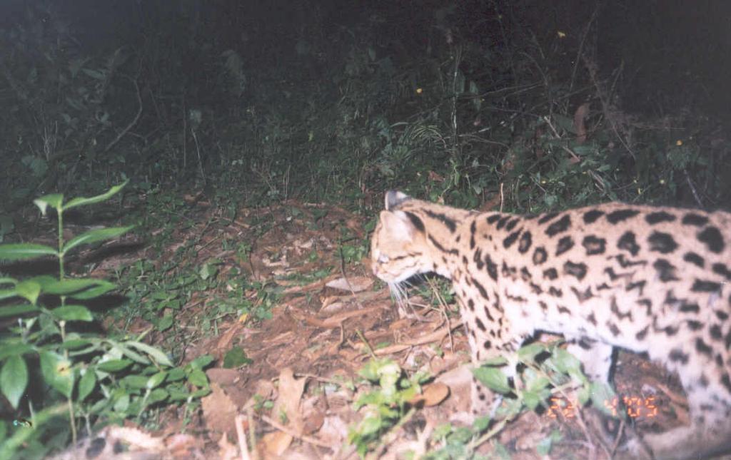 Taxa 2 Nome vulgar Tipo de registro Local de registro Status Oligoryzomys nigripes rato-silvestre OD 1, 2 NA Akodon montensis rato-silvestre OD 2 NA Família Hydrocharidae Hydrochoerus hydrochaeris