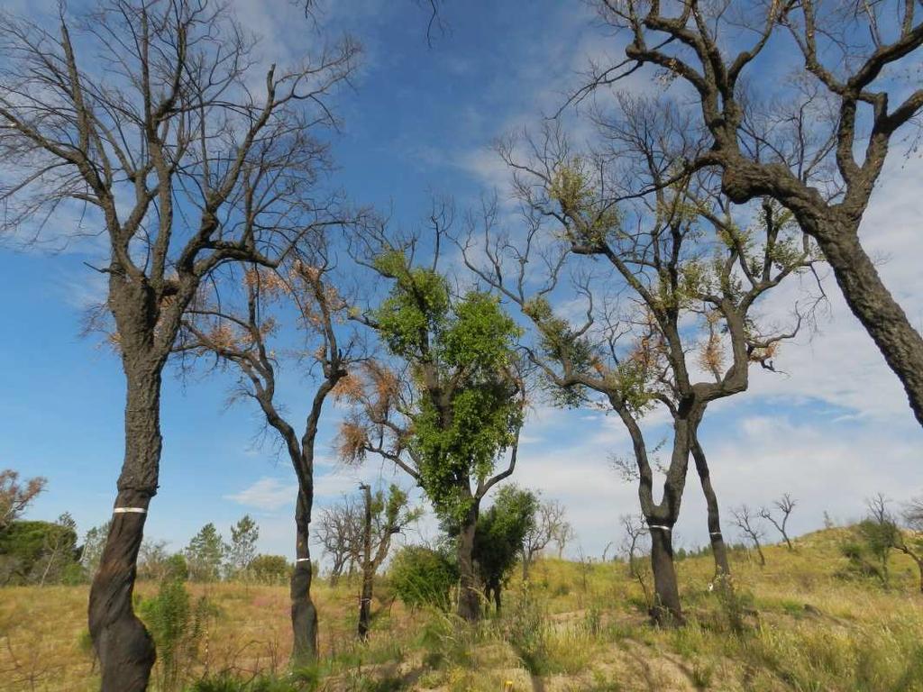 ataques de platipos/xileboros são preventivas, nomeadamente as que contribuírem para manter ou aumentar o vigor das árvores através de uma gestão florestal cuidadosa (redução de fatores de stress