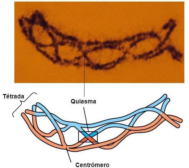 Meiose Fases da Meiose I Prófase I o Diplóteno Quiasmas: cruzamento de cromátides homólogas o São visíveis porque