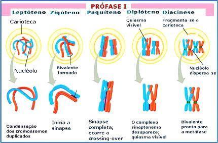 Meiose