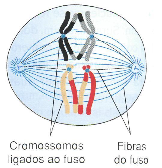 Meiose Fases da Meiose I Metáfase I o Feixes de fibras de proteína são formados a partir de cada cromossomo.