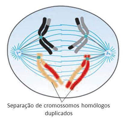 Meiose Fases da Meiose I Anáfase I o Cromossomos homólogos migram para pólos opostos do fuso