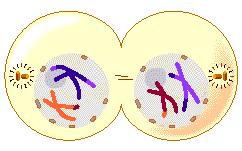 Meiose Fases da Meiose I Telófase I o Tem início quando os cromossomos chegam aos pólos