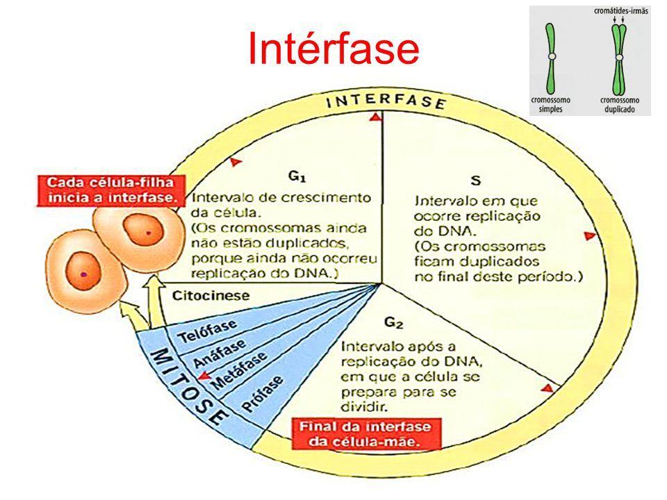 Mitose Fases da Mitose o Intérfase Preparação para a mitose o Dividida em três períodos: o G 1 (GAP): Precede a duplicação dos cromossomos o