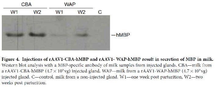 Testou-se a aplicação individual dos promotores AAV1-WAP-MBP e