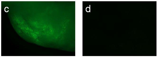 Injeção de raav9-cba-gfp e raav8-cba-gfp (2.5 10 11 ) na glândula mamária de camundongas prenhes de 18 dias Glândula mamária coletada 8 dias após parto e coradas com galactose marcada (vs.