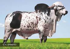 Mundial Vaca Jovem com média diária de 63,200 KG de leite durante a Interláctea/2013 em Avaré-SP, Recordista da maior pesagem de todos os