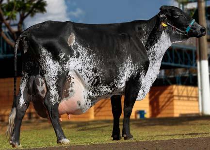 VENDEDORA: MAGDA BIANCHI SILVEIRA - APETUBA AGROPECUÁRIA Lote 030 JENNA FARDO FIV DA APETUBA FARDO FIV F. MUTUM MUT697 PTAL: 224,40KG - PNMGL / A2A2 ALTEROSA BRADLEY FIV DA APETUBA RGD 9024H LACT.