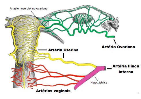 35 origem uterina. A artéria ovárica não participa da vascularização do ovário. Tipo IV, raro, somente a artéria ovárica participa da vascularização ao ovário (74). Figura 4.