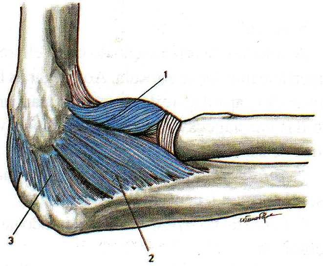 Feixe posterior (ligamento Bardinet) 4.