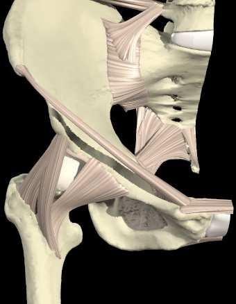 anterior posterior 1 5 2 3 4 1- Ligamento ílio-femural (ou ligamento de Bertin) 2- Feixe ílio-prétrocanteriano superior 3-