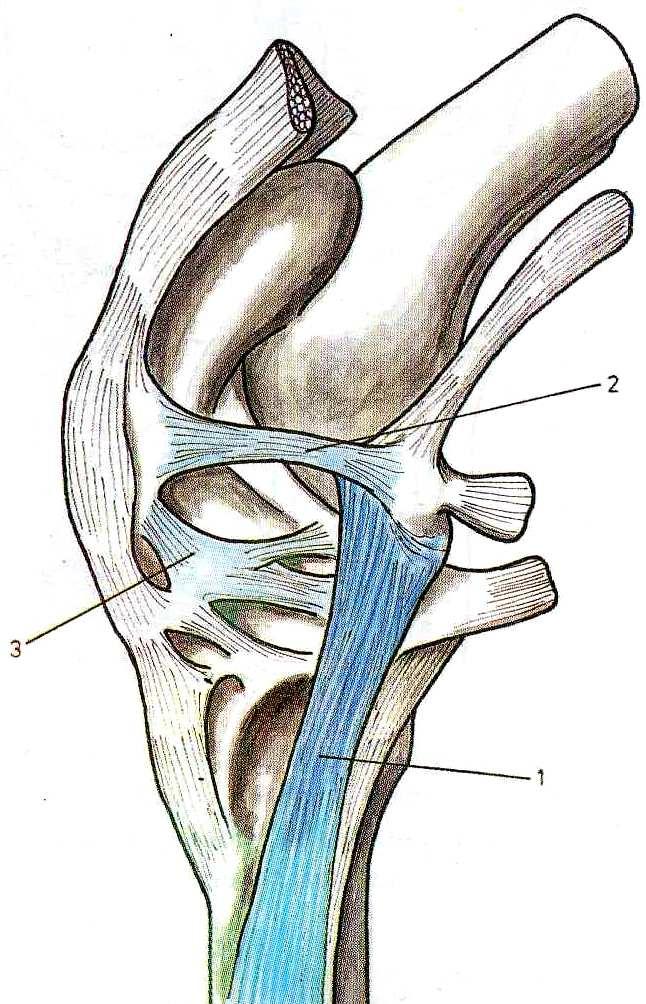 menisco-rotuliano interno 1- Ligamento lateral externo 2- Ligamento