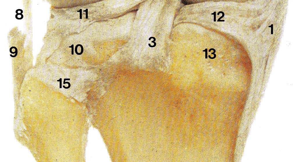 menisco-femural posterior Cápsula