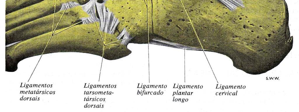 externo 1. Feixe anterior Ligamento peróneo-astragaliano anterior 2.