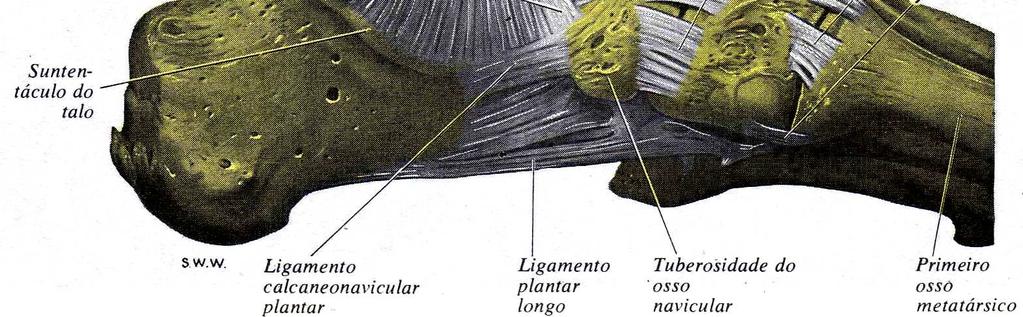 Feixe anterior Ligamento tibio-navicular 2.