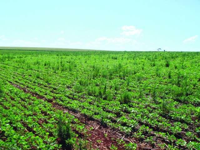 Considerações Finais o O manejo das plantas daninhas é um componente muito importante para que a sustentabilidade seja atingida, pois, permite através da integração de métodos um controle efetivo sem