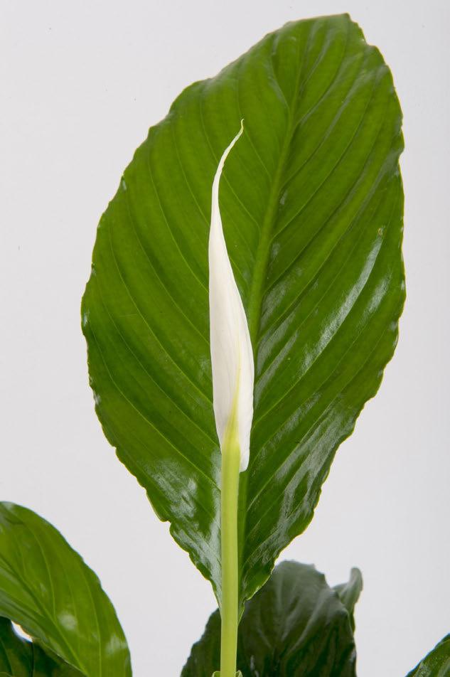SISSI Spathiphyllum wallisii Lírio-da-paz ARACEAE Nativa nas florestas tropicais da América Central e do Sul, onde cresce sob árvores frondosas, que filtram a luz que lhe chega.