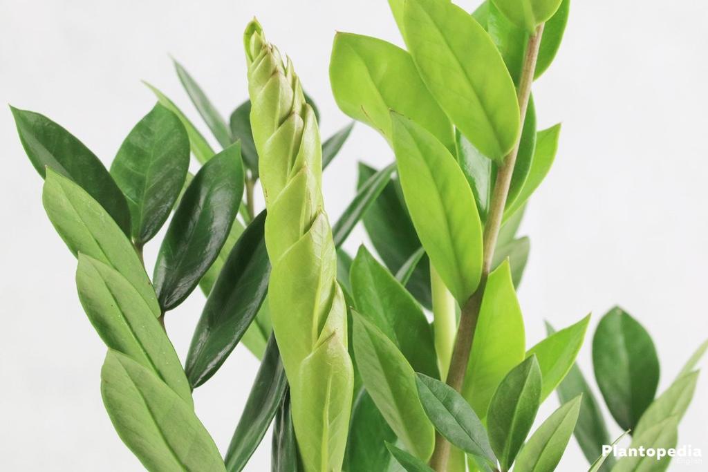 ZEZA Zamioculcas zamiifolia Zamioculcas ARACEAE Nativa na África Oriental, onde cresce em florestas húmidas tropicais, savanas e sobre solos rochosos, está sujeita a longos períodos de seca