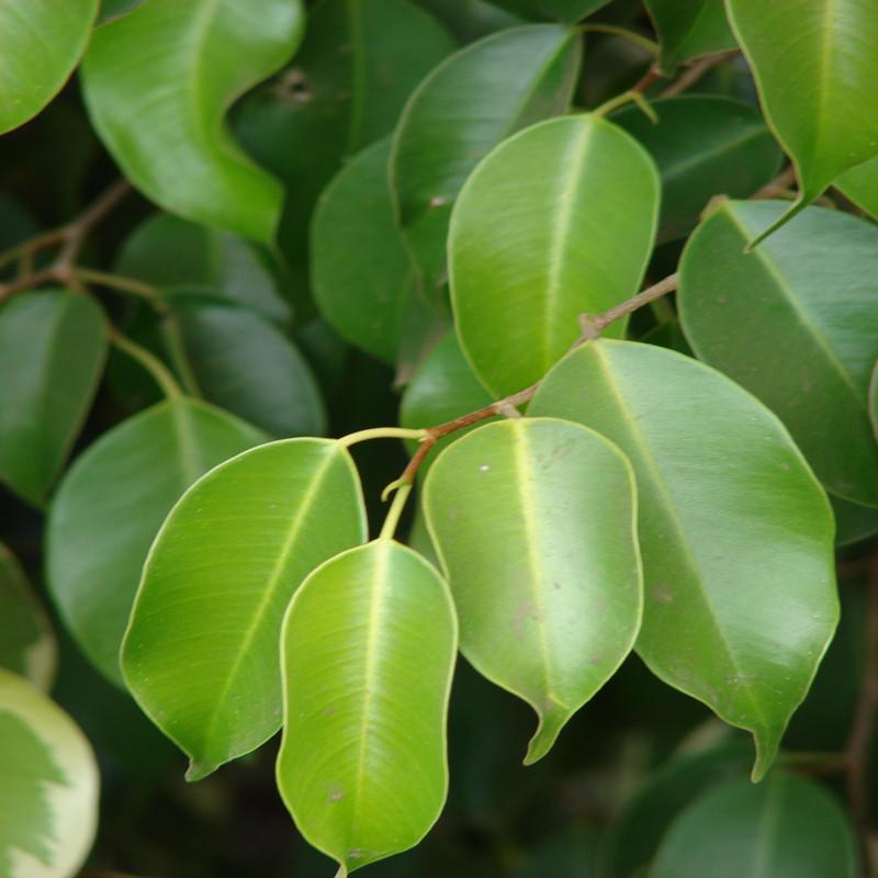 FAFA Ficus benjamina Fico MORACEAE Nativa no Sul e Sudeste Asiático, da Malásia ao Norte da Austrália e