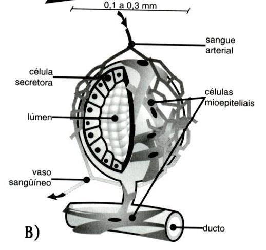 Estrutura e Componentes do tecido secretor Cisterna da