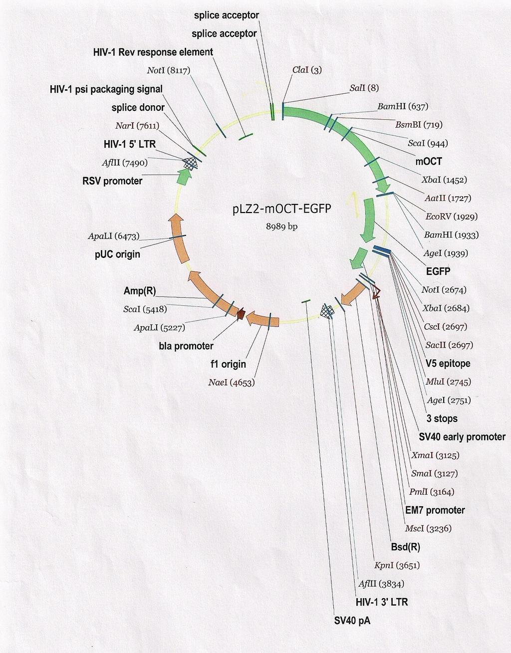 106 Figura 3. Mapa do vetor recombinante plz2-moct-egfp. Em vermelho, enzimas de restrição com apenas um sítio de corte.