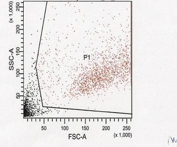 Acima fluorescência e