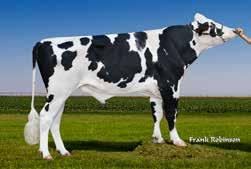 ..) - Vacas de estatura media, alta produção, sanidade, VP e fertilidade.