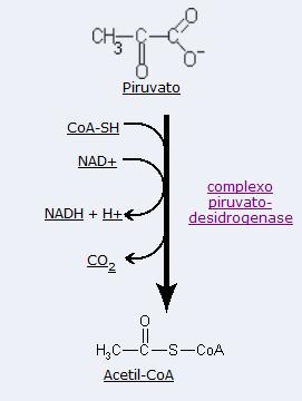 Bioenergia: