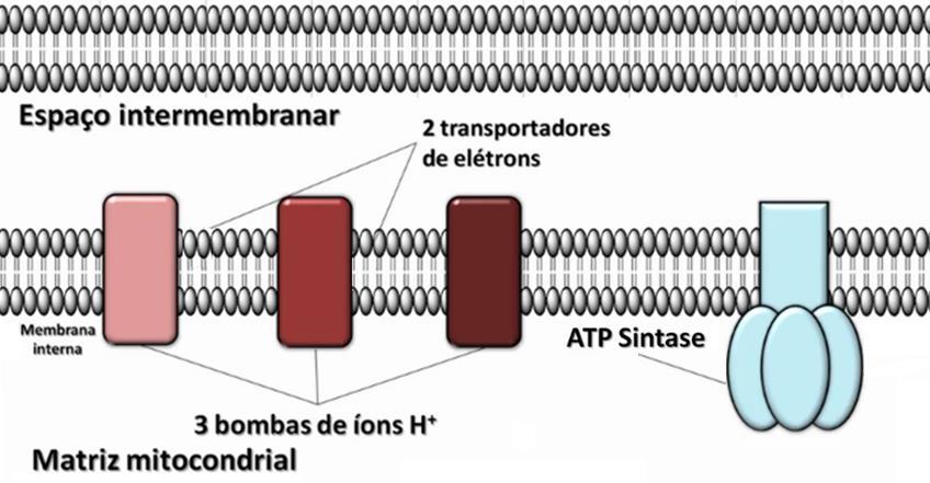 Bioenergia: Cadeia Respiratória Membrana Externa + +