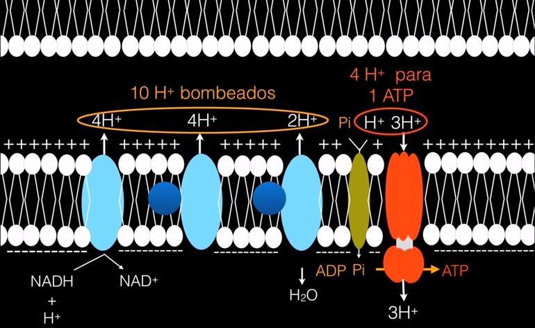 Bioenergia: