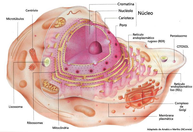 Bioenergia: Metabolismo Celular Catabolismo Anaeróbico: citosol da célula