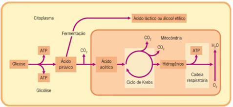 Bioenergia: na Ausência de Oxigênio: