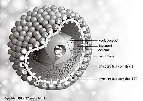 20 Figura 1- Esquema da partícula viral pertencente à Família