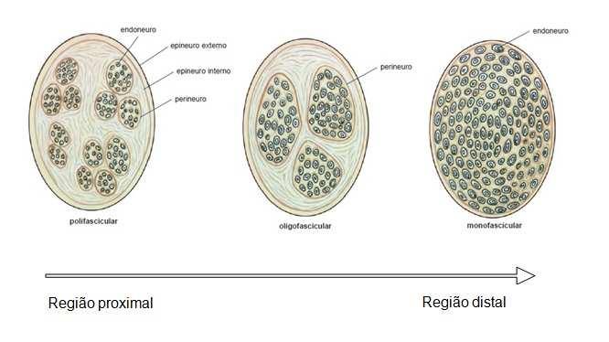 enquanto nas regiões mais distais, próximo ao órgão ou região terminal, observa-se um arranjo polifascicular (subunidades motoras e sensitivas separadas) 4,21 (Figura 2).