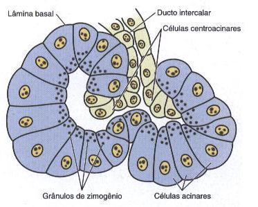 Pâncreas Ductos Intercalares Ácinos Pancreáticos