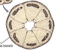 Glândulas Salivares Células Mucosas Núcleo Secreção Muco Glicoproteínas Mucinas Lubrificação Túbulos