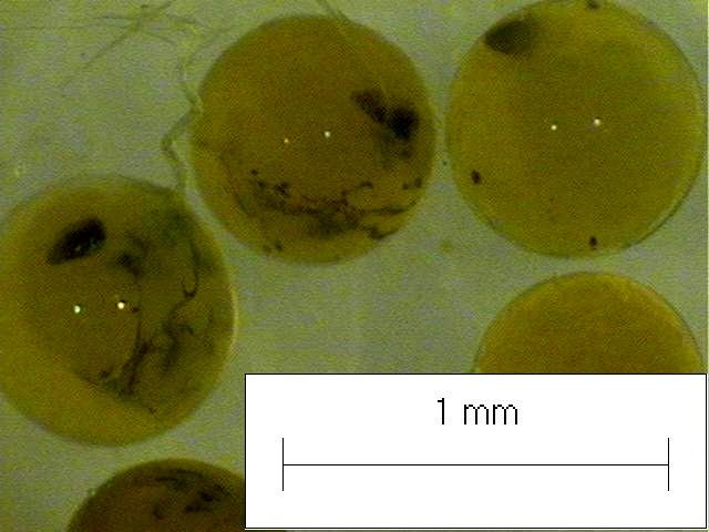 contagem sob o estereomicroscópio. O diâmetro dos ovos de 56 fêmeas (C. danae = 28 fêmeas, H. pudibundus = 12, L. spinosa = 4, P.