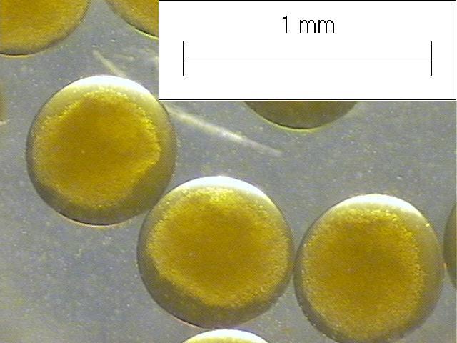 punctata = 6) foi obtido eleatoriamente de 1 a 12 ovos por fêmea, utilizando ocular micrométrica em microscópio estereoscópico.