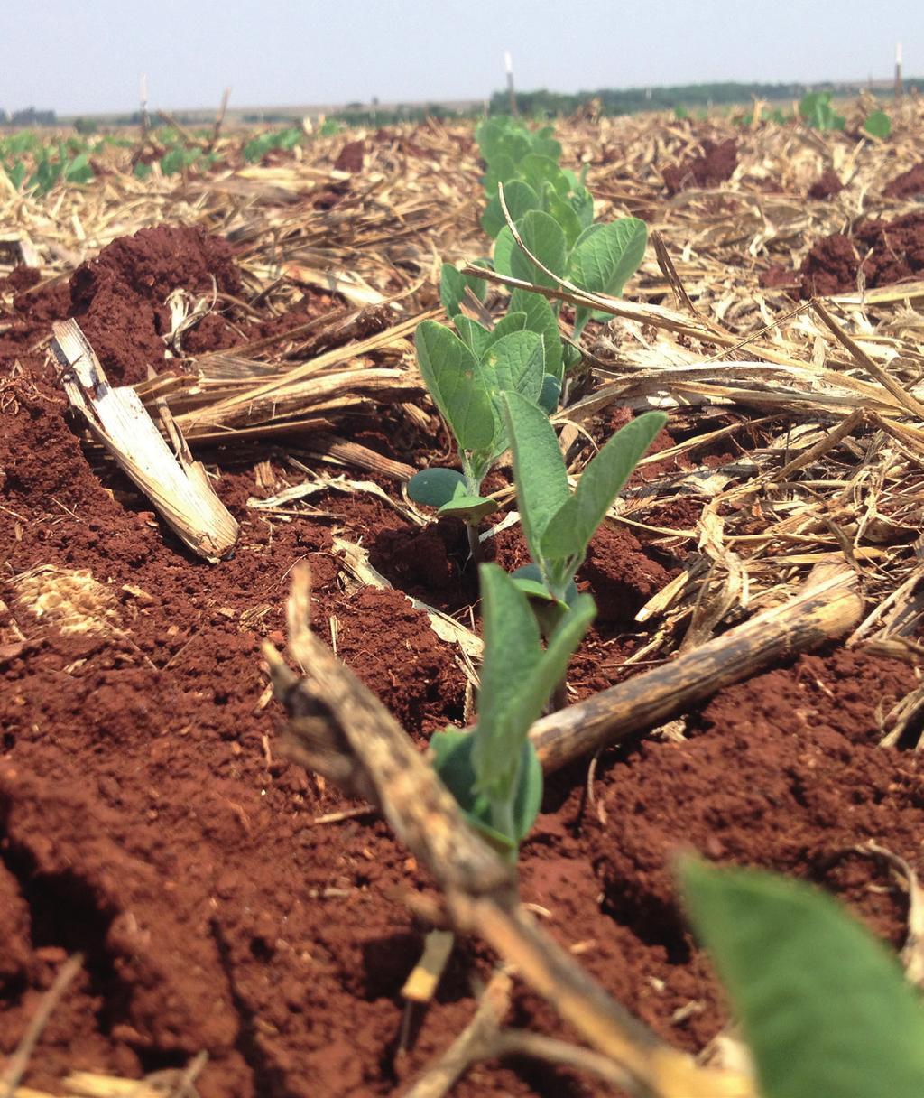 01 Inoculação e Coinoculação na Cultura da Soja 1 A associação simbiótica entre as raízes da soja e as bactérias do gênero Bradyrhizobium contribuem com todo o nitrogênio que a soja necessita para