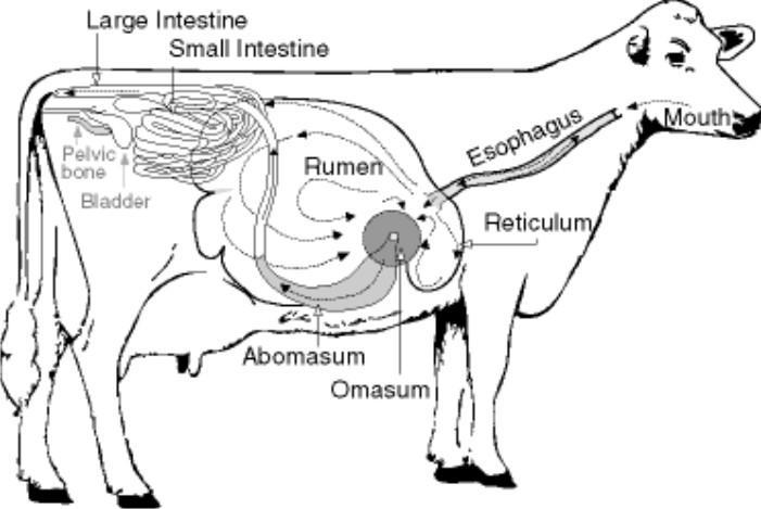 19 FIGURA 2 - LOCALIZAÇÃO DOS COMPARTIMENTOS GÁSTRICOS DOS BOVINOS FONTE: Trent (1990) 3.