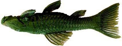 318 Ovos e larvas de peixes de água doce... 56) Rhinelepis strigosa Valenciennes, 1840 Nome comum: Cascudo-preto.