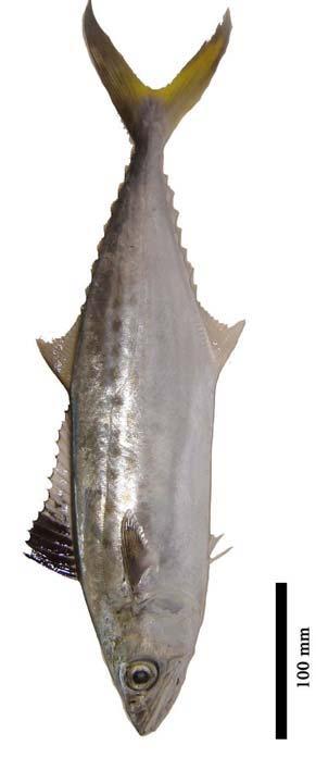 19 Posição taxonômica: Superclasse: Pisces, Classe: Actinopterygii, Ordem: Percifomes, Família: Scombridae, Gênero: Scomberomorus, Espécie:
