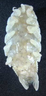 Fêmeas de isópodos Livoneca redmanni em reprodução: a) ovos na bolsa marsupial da fêmea isopodo (escala: 5 mm); b) pontos pretos no abdômen do isópodo, são os olhos das larvas